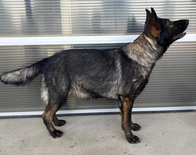 German Shepherd