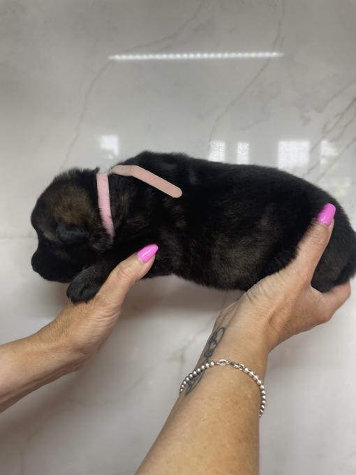German Shepherd
