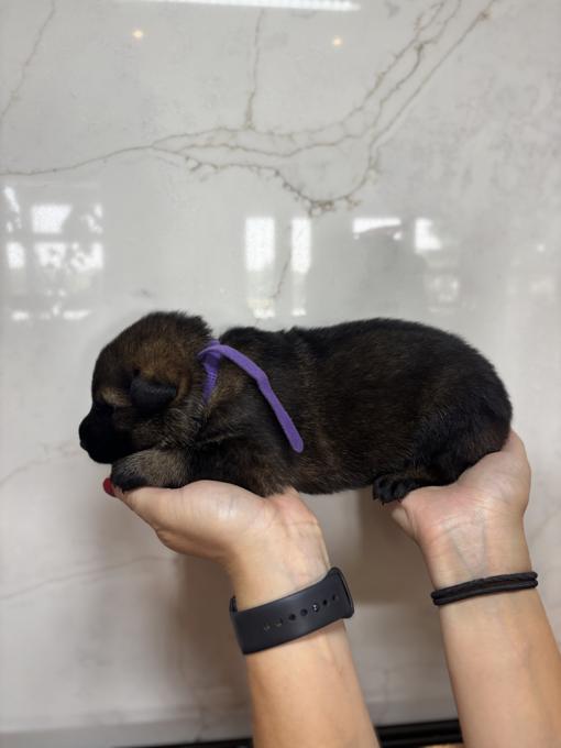 German Shepherd