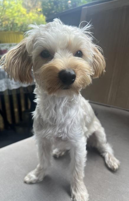 Yorkiepoo