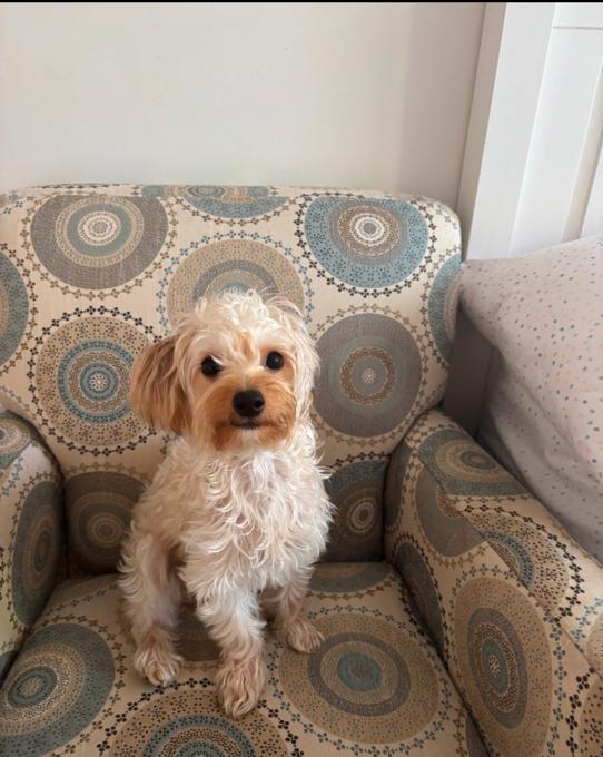 Yorkiepoo