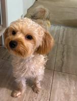 Yorkiepoo