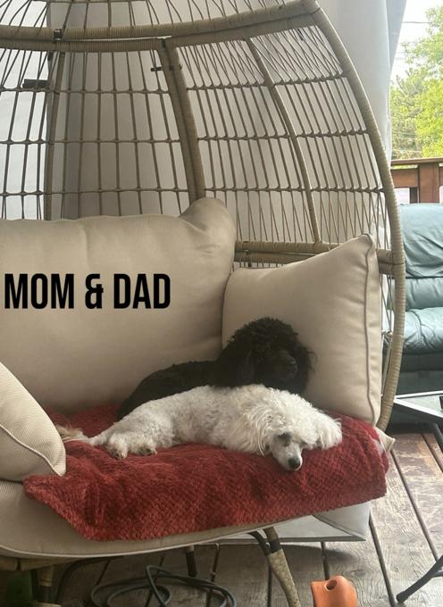 Toy poodles