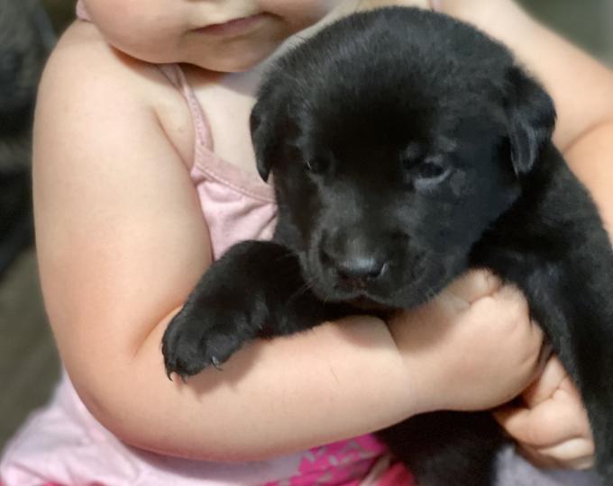 Lab