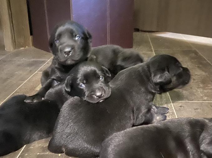 Lab