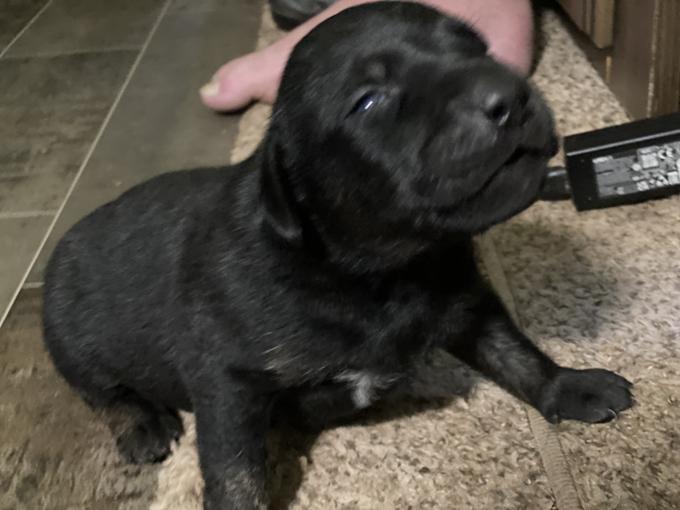 Lab
