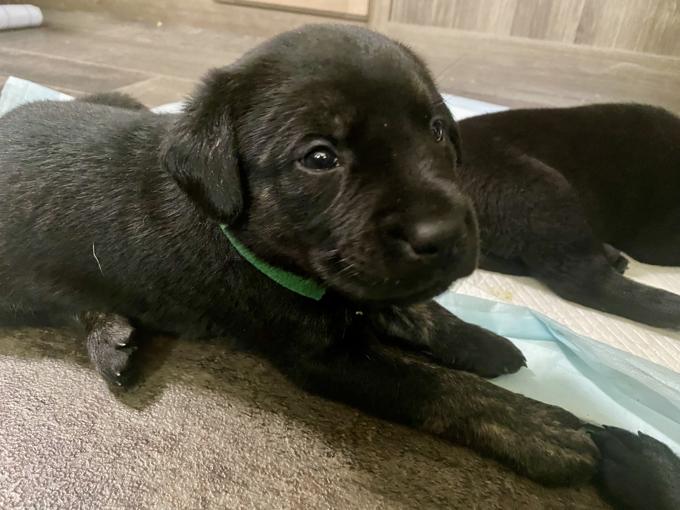 Lab