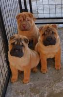 Shar - Pei Puppies