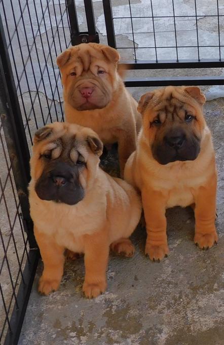 Shar - Pei Puppies