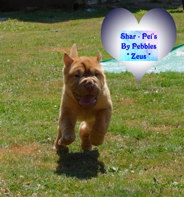 Shar - Pei Puppies