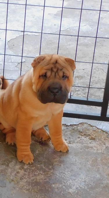 Shar - Pei Puppies