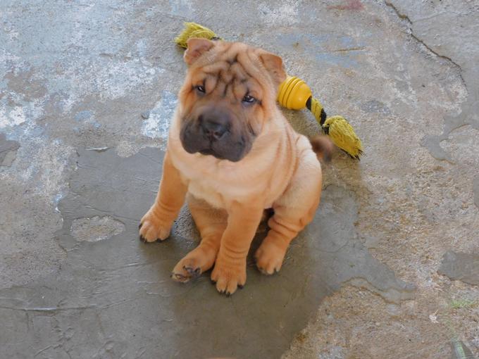 Shar - Pei Puppies