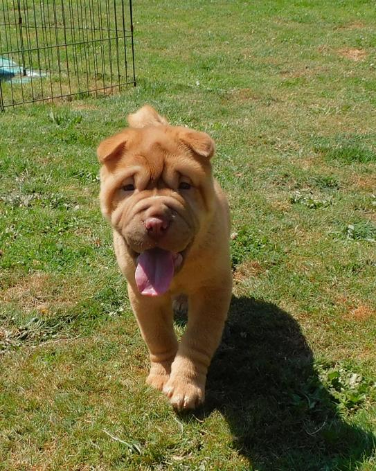Shar - Pei Puppies