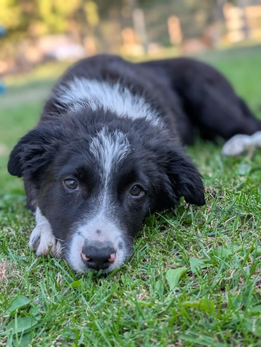 Border Collie