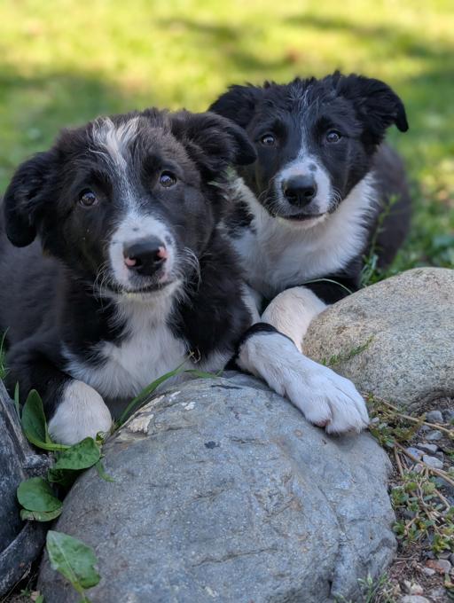 Border Collie