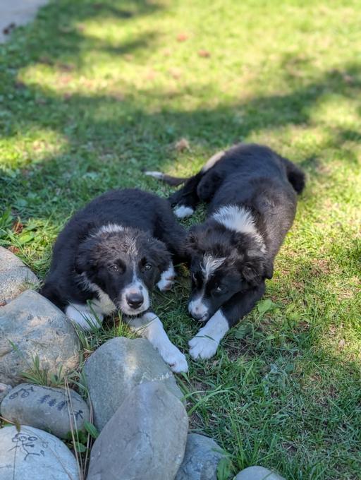 Border Collie