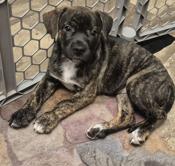 Mastiff