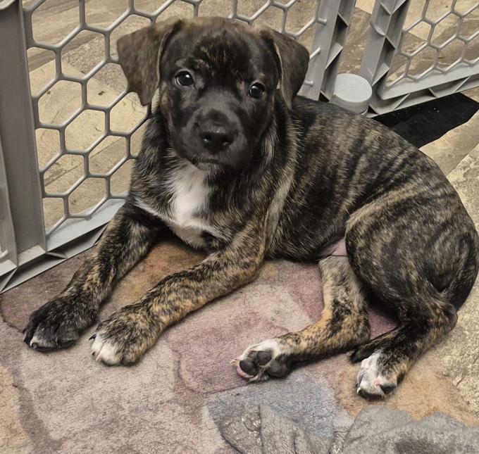Mastiff