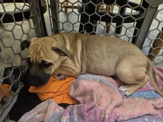 Mastiff