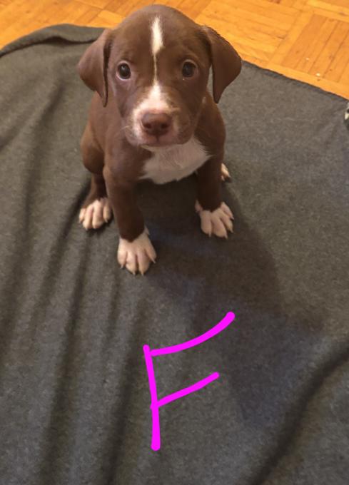 American bulldog/Lab