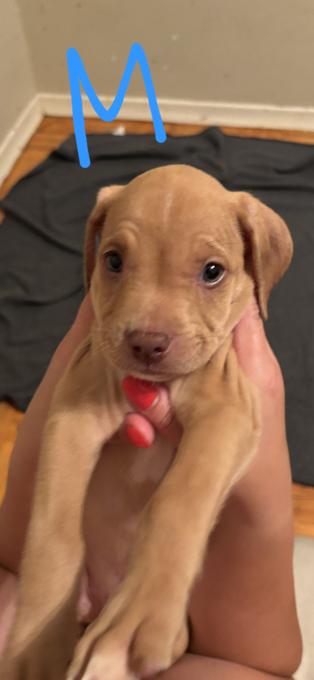 American bulldog/Lab