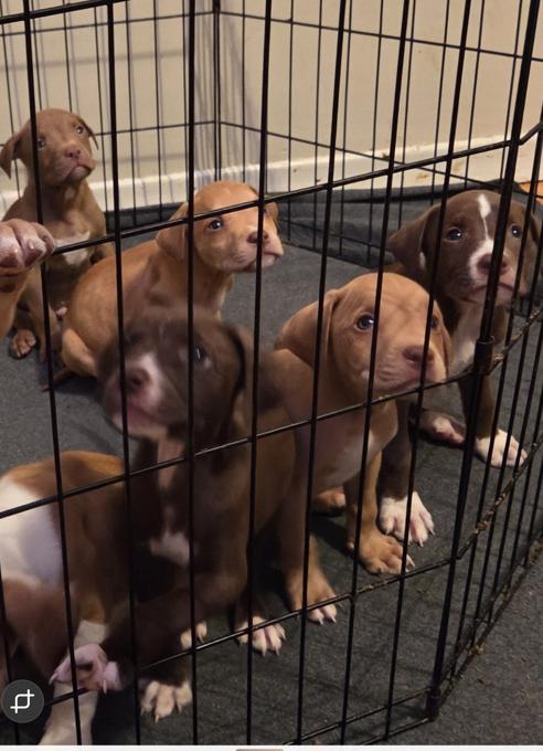 American bulldog/Lab