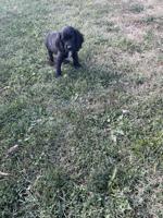 Cockapoo
