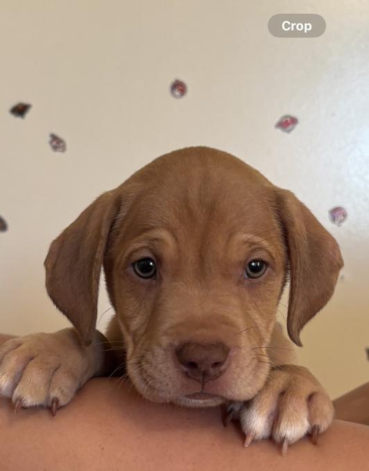 American Bulldog Mix