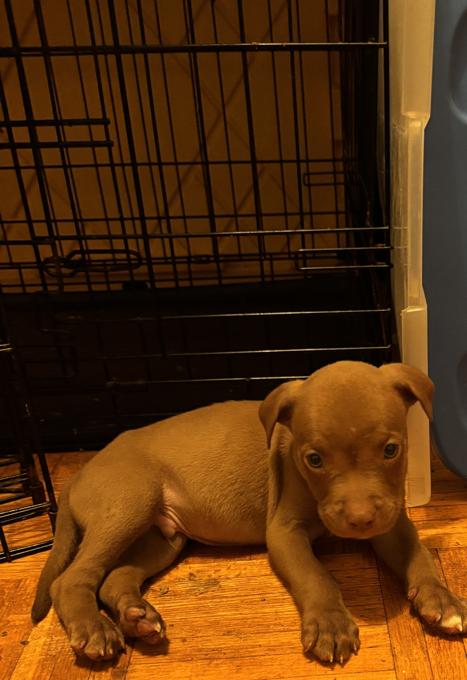 American Bulldog Mix