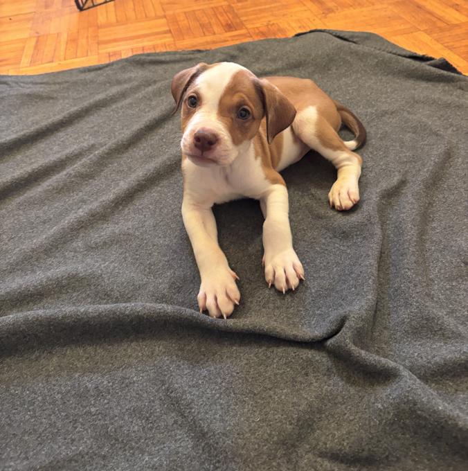 American Bulldog Mix