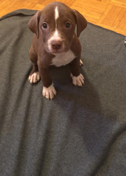 American Bulldog Mix