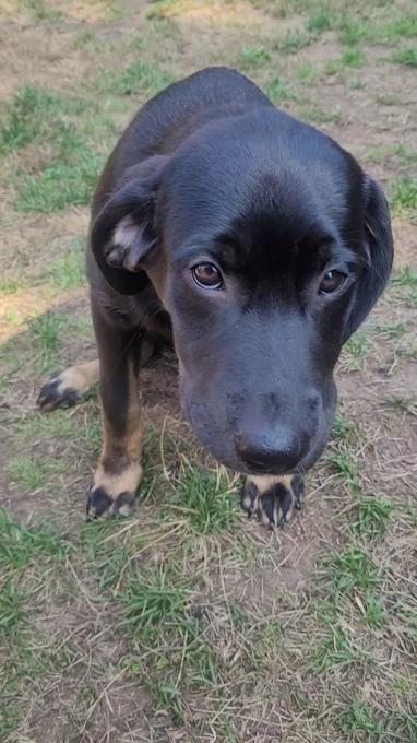 Black Lab / Burnese Mountain Dog