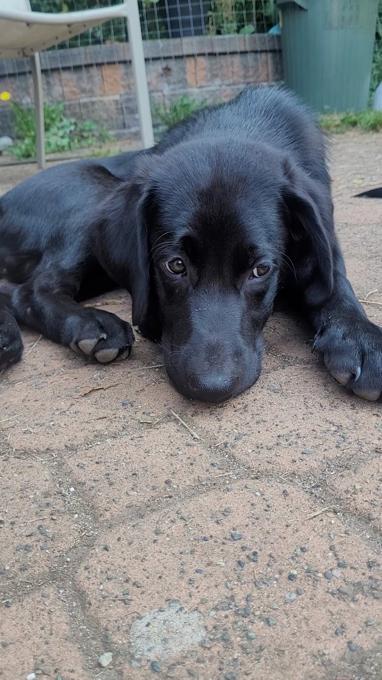Black Lab / Burnese Mountain Dog