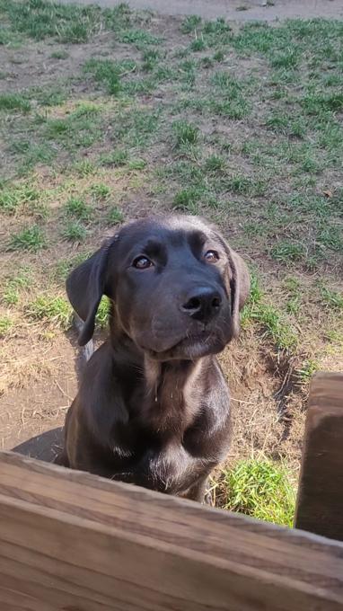 Black Lab / Burnese Mountain Dog