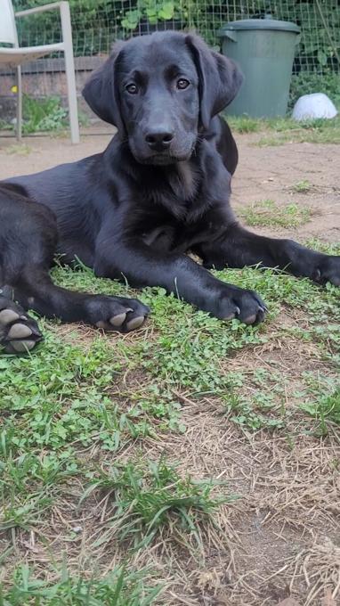 Black Lab / Burnese Mountain Dog