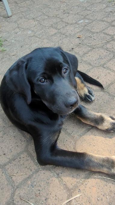 Black Lab / Burnese Mountain Dog