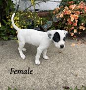 Mastiff Heeler