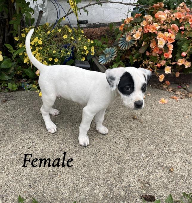 Mastiff Heeler