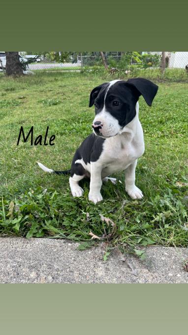 Mastiff Heeler