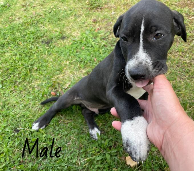 Mastiff Heeler
