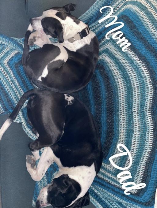 Mastiff Heeler