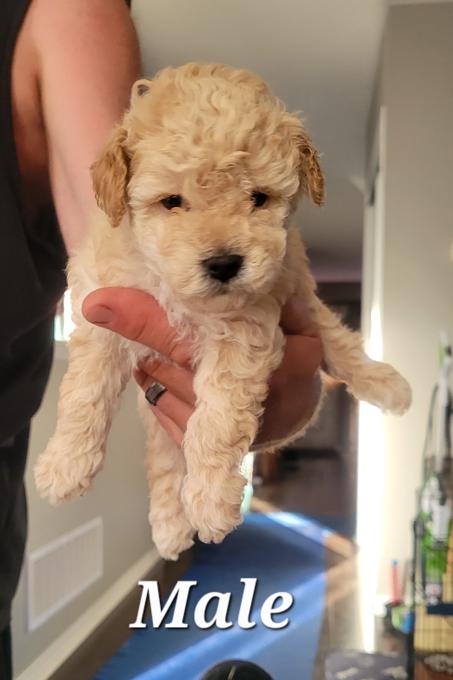 Poodles