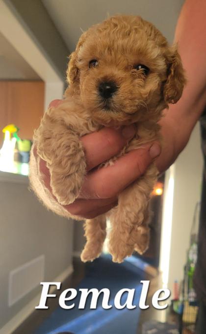 Poodles