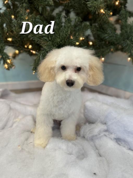 Poodles