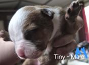American Bulldog