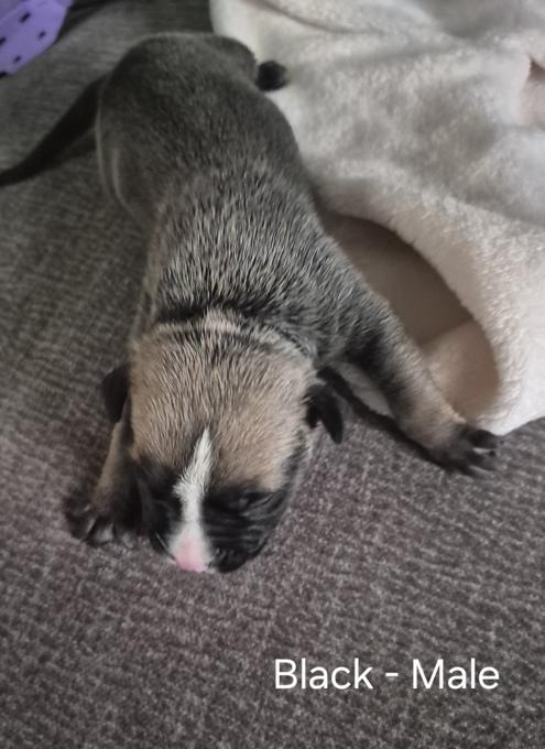 American Bulldog