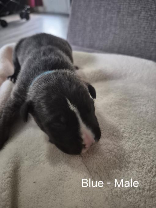 American Bulldog