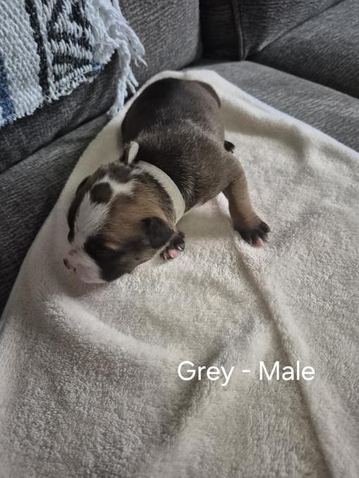 American Bulldog