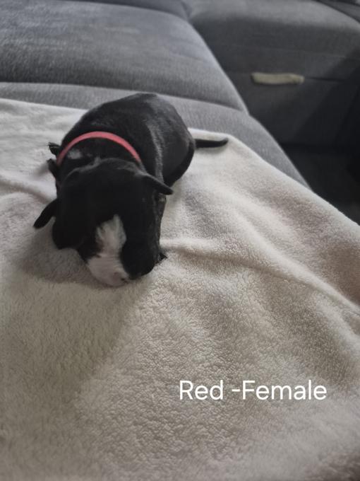 American Bulldog