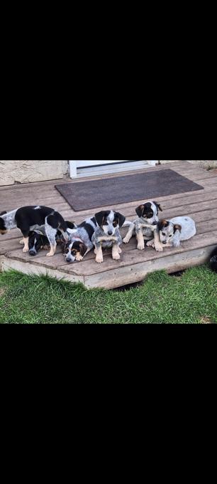 3/4 Heeler, 1/4 Beagle